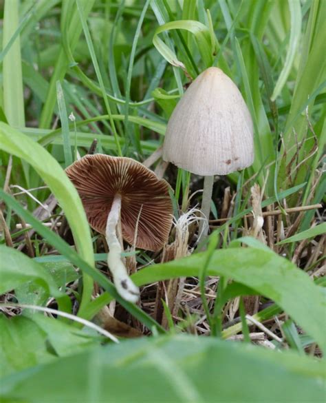 Questions about Conocybe apala and Liberty Caps in MA. . Conocybe apala vs liberty cap